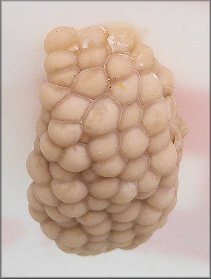 Pomacea diffusa Blume, 1957 Spiketop Applesnail Egg Clutch