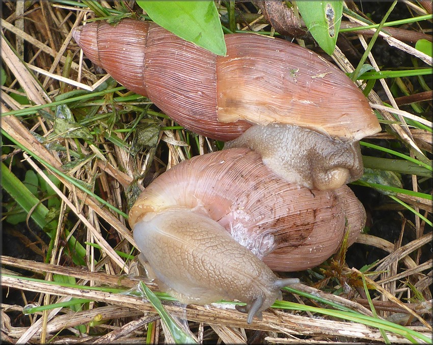 Euglandina rosea (Frussac, 1821) Damaged Shells