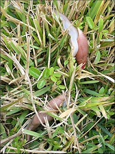 Euglandina rosea (Frussac, 1821) Probable Post Mating Diispersal