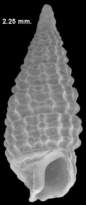 Cerithiopsis fusiformis (C. B. Adams, 1850) Brown Miniature Cerith