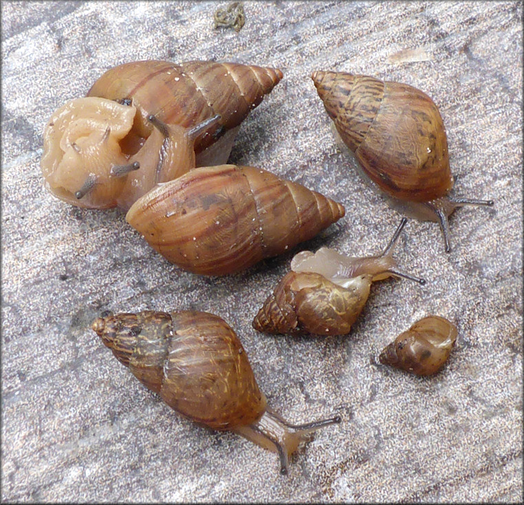 Bulimulus sporadicus From Near The Samuel Wells Medical Complex