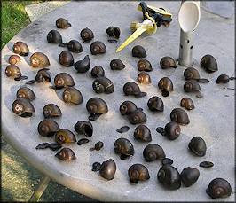 Some Of The Pomacea Discovered Dead On July 7th
