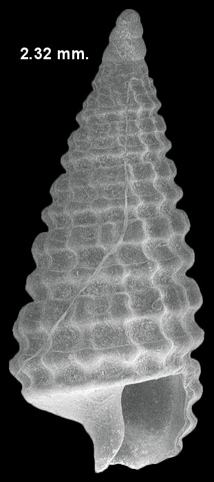 Cerithiopsis fusiformis (C. B. Adams, 1850) Brown Miniature Cerith