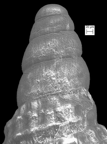 Cerithiopsis maisana Olsson and Harbison, 1953 Fossil