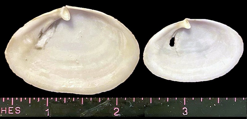 Cochlodesma leanum (Conrad, 1831) Oval Spoonclam (Right Valves)