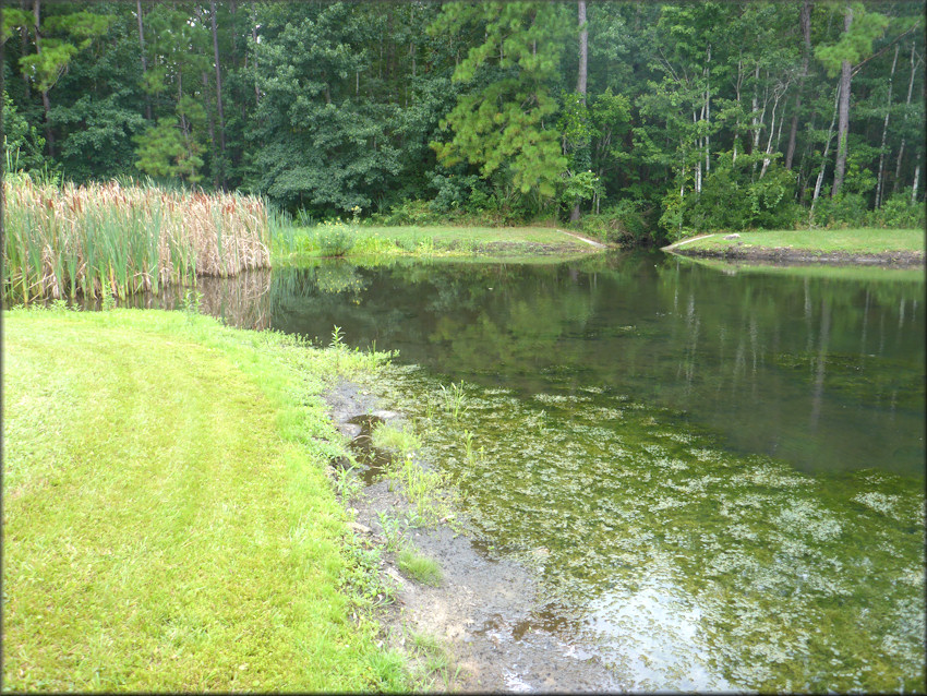 Retention pond where a majority of the Pomacea canaliculata were found