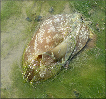 Aplysia brasiliana Rang, 1828 Mottled Seaharee Probable Mating