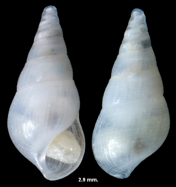 Zebinella striosa (C. B. Adams, 1850)