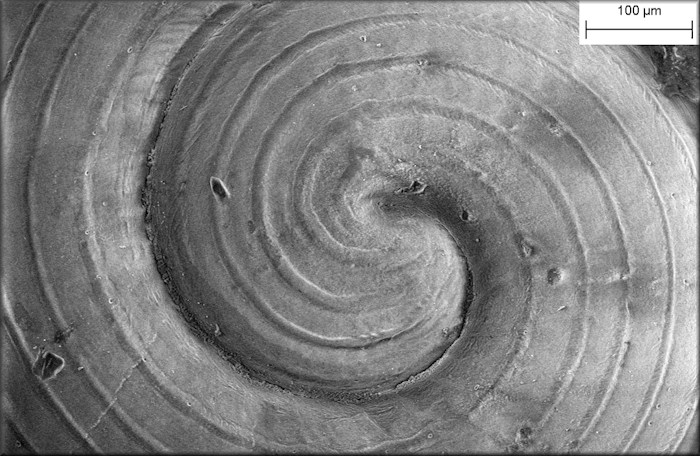 Helicodiscus notius notius Hubricht, 1962 Tight Coil
