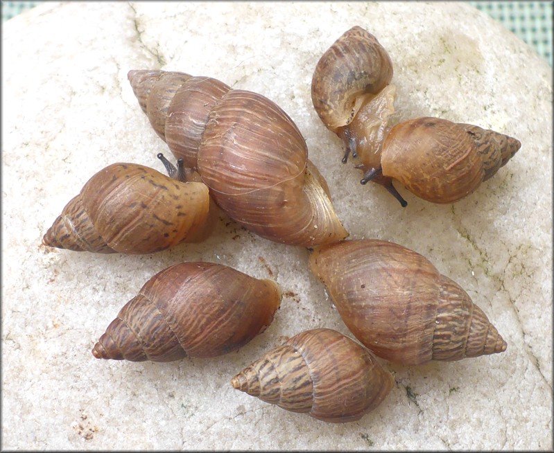 Bulimulus sporadicus From Along St. Johns Bluff Road At The Interstate 295 Overpass