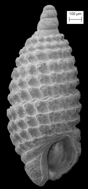 Cerithiopsis sp. cf. C. io Dall and Bartsch, 1911 Fossil