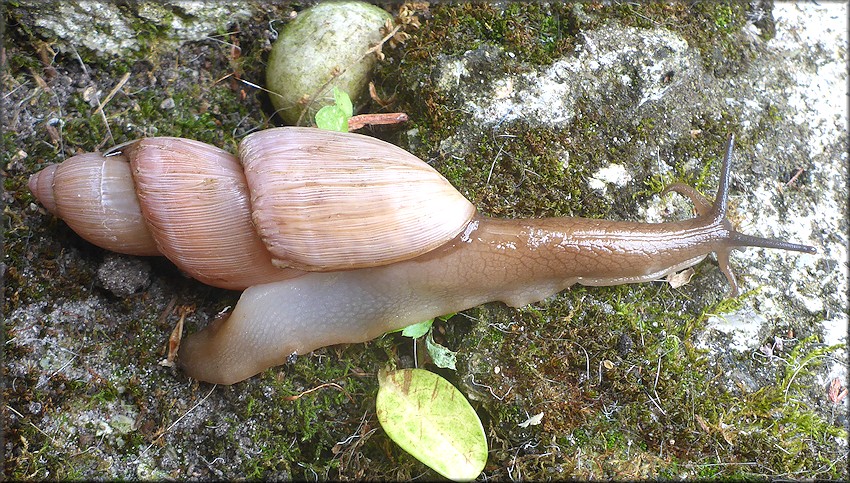 Euglandina rosea (Frussac, 1821) Freak Shell
