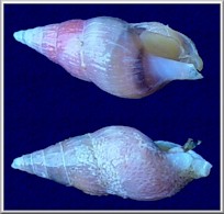 styris rosacea (Gould, 1841) Rosy Northern Dovesnail