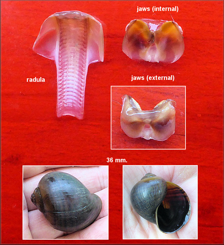 Pomacea paludosa Radula And Chitinous Jaws