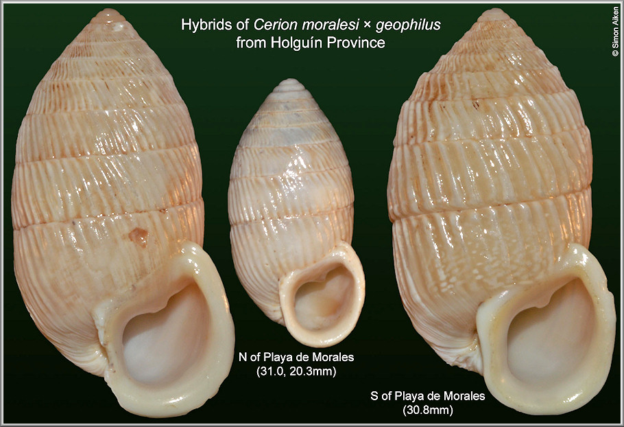 Hybrids of Cerion moralesi Clench and Aguayo, 1951 and Cerion geophilus Clench and Aguayo, 1949