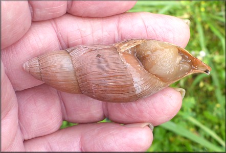 Euglandina rosea (Frussac, 1821) Damaged Shell