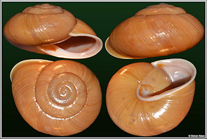Coryda alauda (Férussac, 1821)