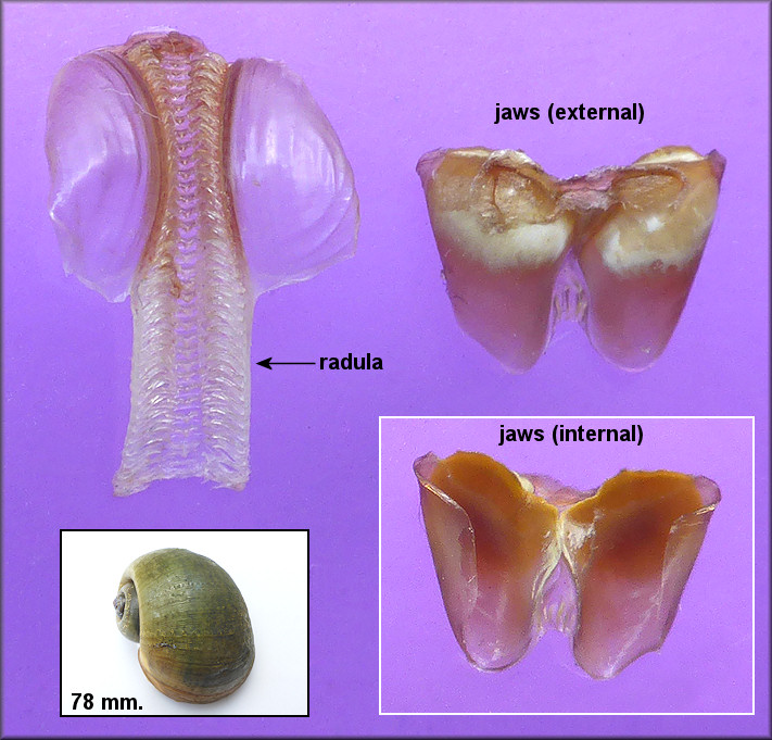 Pomacea canaliculata (Lamarck, 1822) Chitinous Jaws And Radula