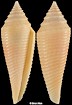 Conus insculptus Kiener, 1847