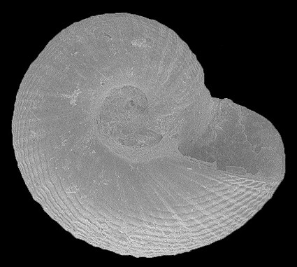 Cyclostremiscus obliquestriatus (H. C. Lea, 1843) Fossil