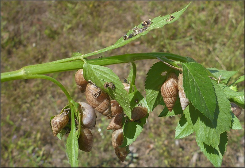 Bulimulus sporadicus In The 1400 Block Of State Road 21, Orange Park, Clay County, Florida