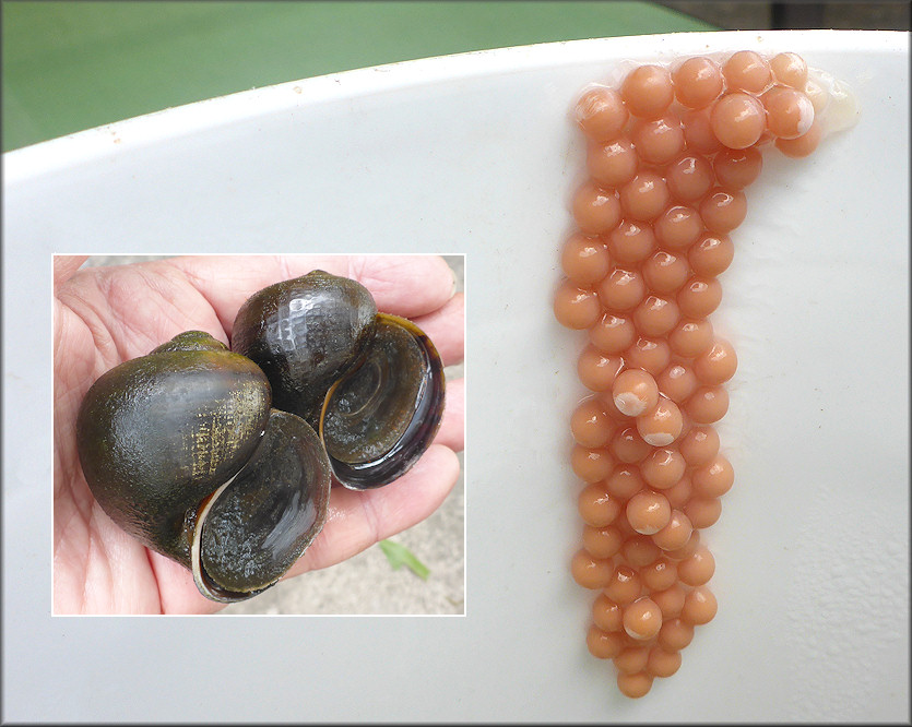 Pomacea paludosa (Say, 1829) Florida Applesnail Eggs And Parent