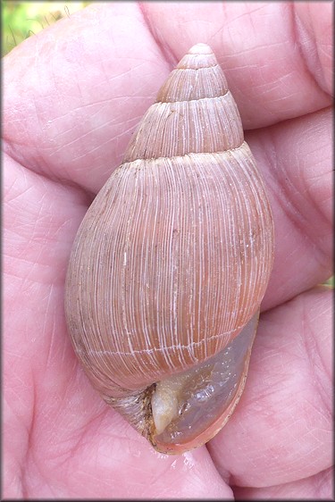 Euglandina rosea (Frussac, 1821) Freak Stubby Shell