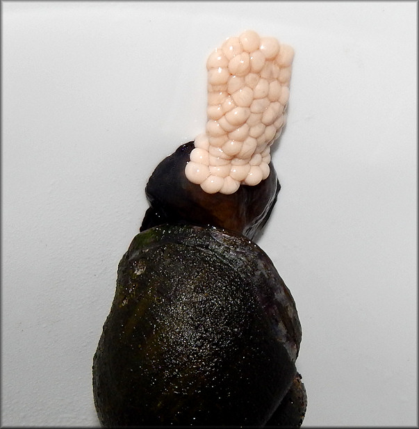 Pomacea diffusa Depositing Egg Clutch