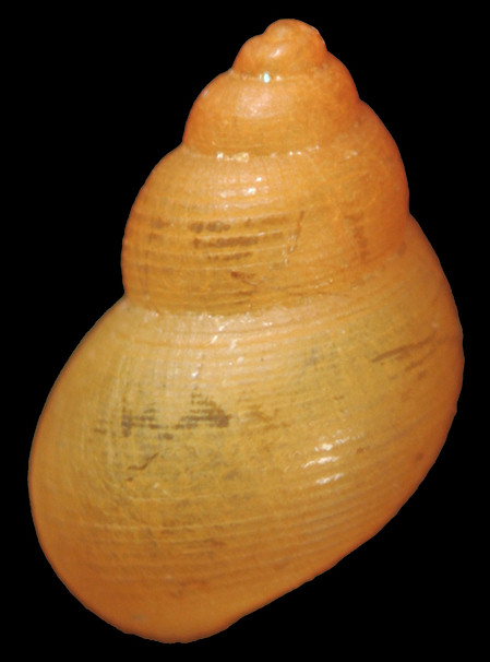 Elachisina floridana (Rehder, 1943)