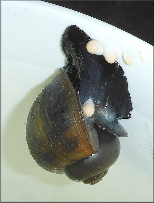 Pomacea paludosa (Say, 1829) Florida Applesnail Depositing Eggs
