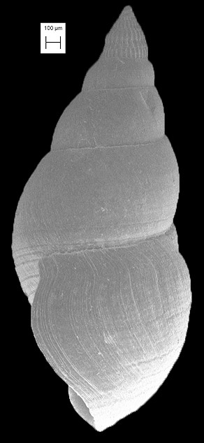 Litiopa melanostoma Rang, 1829 Sargassum Snail