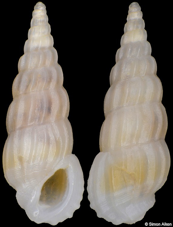 Rissoina plicatula A. Gould, 1861