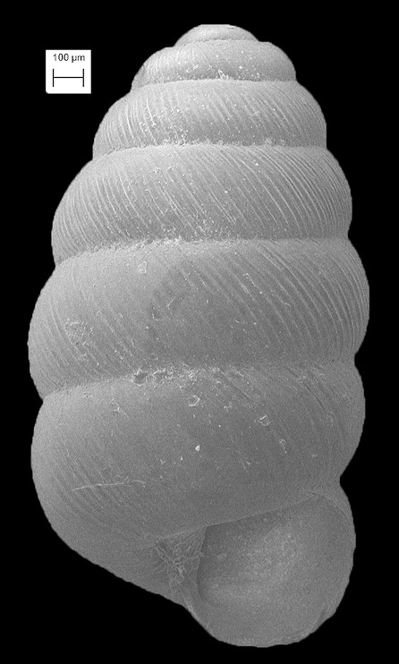 Columella simplex (Gould, 1841) Toothless Column