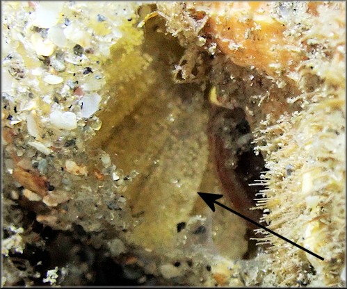 Cymatium (Ranularia) cynocephalum (Lamarck, 1816) Depositing Egg Capsules
