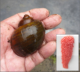 Channeled Apple Snail From Drainage System Just West Of Philips Highway (7/18/2018)
