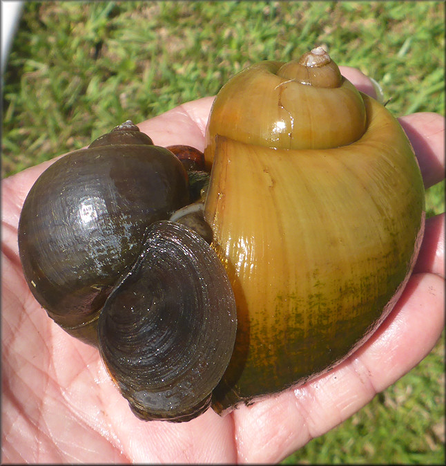The image shows a normal colored male specimen (left) mating with a much larger golden female specimen (right).