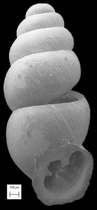 Gastrocopta pellucida (L. Pfeiffer, 1841) Slim Snaggletooth