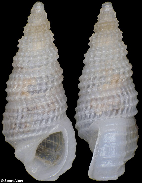 Phosinella bellula (A. Adams, 1853)