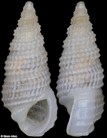 Phosinella bellula (A. Adams, 1853)
