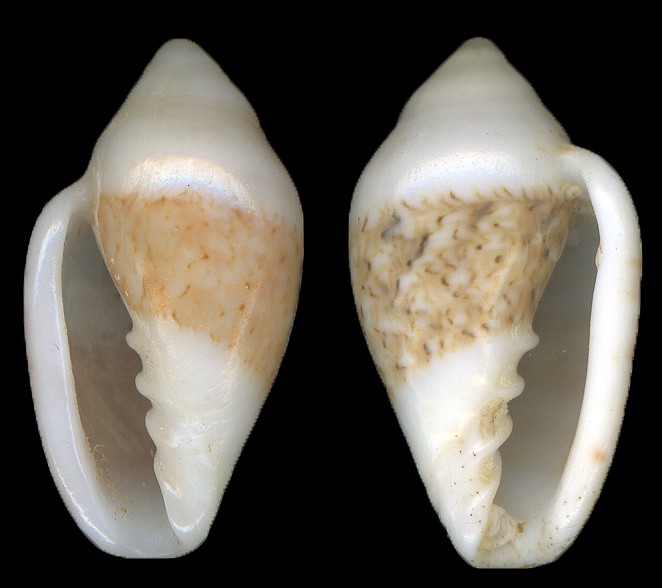 Marginella albocincta (G. B. Sowerby I, 1846) Sinistral