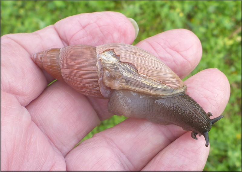 Euglandina rosea (Frussac, 1821) Damaged Shell