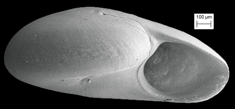 Teinostoma tectispira Pilsbry, 1953