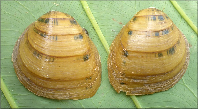 Pleuronaia dolabelloides (I. Lea, 1840) Slabside Pearly Mussel