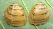 Pleuronaia dolabelloides (I. Lea, 1840) Slabside Pearly Mussel
