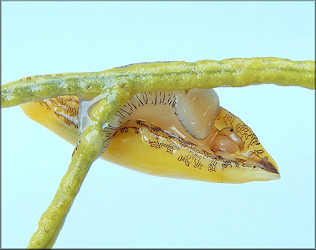 Simnialena uniplicata (G. B. Sowerby II, 1849) One-tooth Simnia