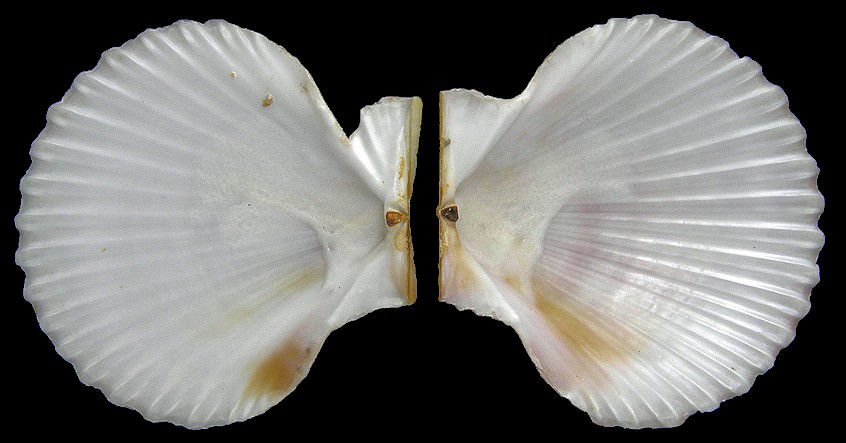 Aequipecten opercularis (Linnaeus, 1758)