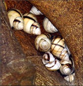 Orthalicus floridensis Pilsbry, 1891 Banded Tree Snail