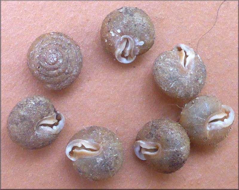 Stenotrema pilula (Pilsbry, 1900) Pygmy Slitmouth