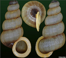 Adamsiella ignilabris  (C. B. Adams, 1849)