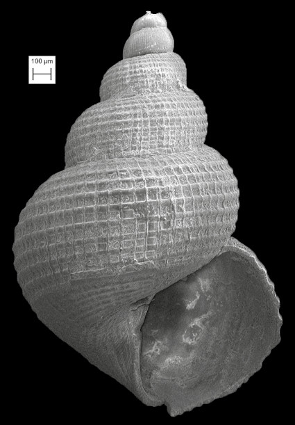Alora sp. cf. A. gouldii (A. Adams, 1857) Fossil
